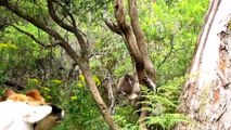 Cute Koalas Playing  Funny ears [Funny Pets]