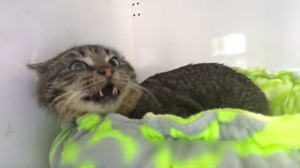 Comment amadouer un chat agressif !