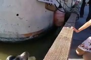 Deniz aslanı kıyı suya çekti - acemi kamera video