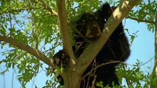 Winnie un ourson de légende - film entier en français