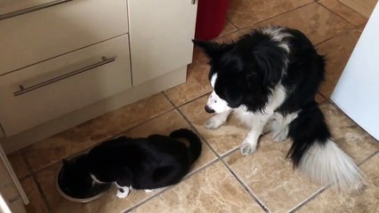 Ce chat empêche un chien de manger.. Qui c'est le boss !!