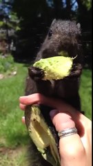 Cet écureuil dévore de l'avocat dans la main d'une femme !