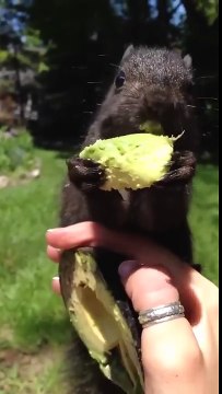 Cet écureuil dévore de l'avocat dans la main d'une femme !