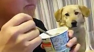 Watch the reaction of this cute puppy as his friend eats ice cream.