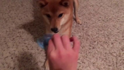 Скачать видео: Ce chien déteste les fidget spinner !