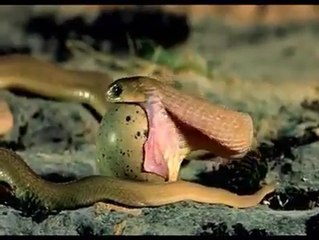 Can Snakes Eats Their Own Kids , You Cann't Imagin