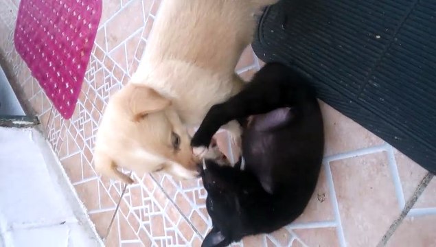 CACHORRINHOS BRINCANDO
