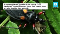 Keep your lips away from deadly 'kissing bugs,' study says