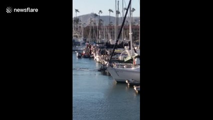A lost juvenile humpback whale in Ventura Harbor, California