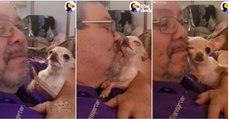 Chihuahua INSISTE que quer mais beijos do dono e a forma como pede ninguém resiste