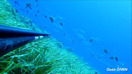 Spearfishing Very Big Tuna by OZAN ÖNEN - Zıpkın Avcılığı