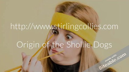stirling collies