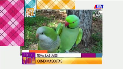 Las aves como mascota