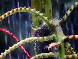 ANTS Natures Secret Power (Nature Documentary)