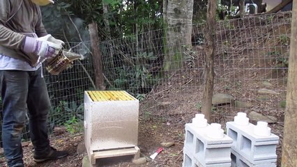 Honey Bees Attack Bee Keeper