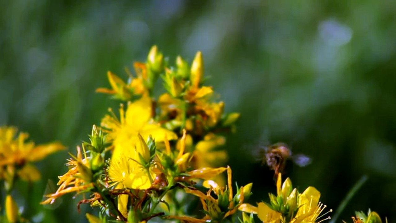 Bee and Yellow Flowers