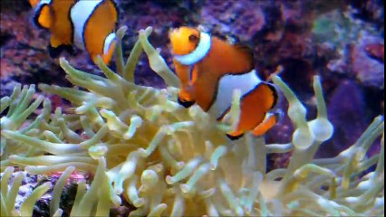Clownfishes in Anemone