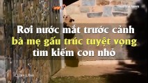 Rơi nước mắt trước cảnh bà mẹ gấu trúc tuyệt vọng tìm kiếm con nhỏ