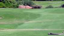 Une bataille entre deux serpents mambas sur un terrain de golf