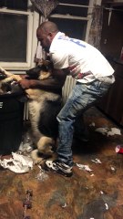 Man Makes Dogs Pickup Trash