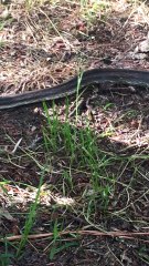 Snake Slithers onto Trampoline