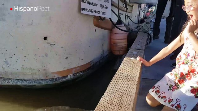 Un león marino le jugó una broma muy pesada a una niña