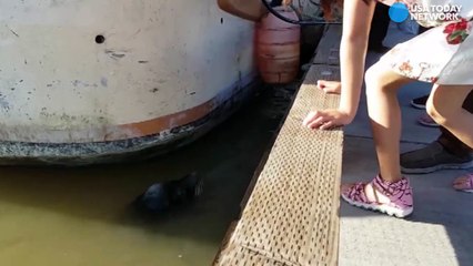 Os turistas estavam a ver leões marinhos quando uma menina sentou na beira de um cais