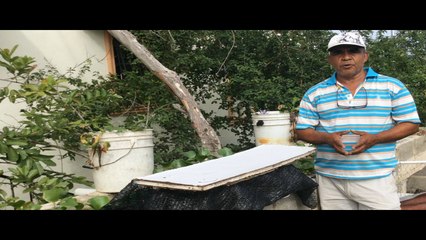 Crianza Bettas (Reproducción) -  Parte 3