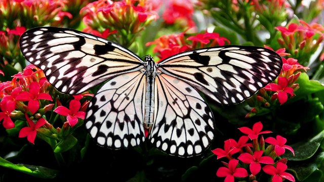 Yaşamın ve Evrenin Kökeni - Uluslararası Konferans - 2