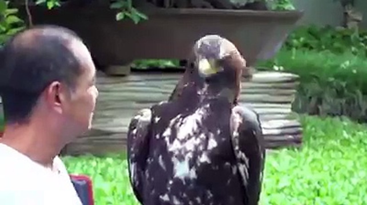 whatsapp video
