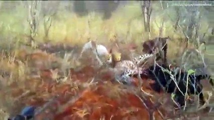 Momenti kur leopardi sulmohet nga kater qen