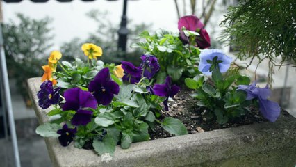 Anthony and Stephanie's Wedding