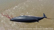 Multiple Whales Washed Up on Suffolk Beaches