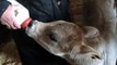 Calf Drinking From A Bottle - Farm Animals