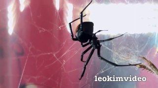 Killer Spider Vs Killer Ants The Ultimate Bug Battle   -V
