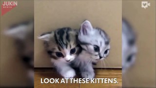 Magical box releases kittens, kittens, and more