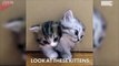 Magical box releases kittens, kittens, and more kitt