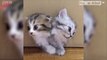 Magical box releases kittens, kittens, and more kitten