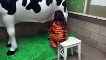 Halloween at the ZOO Animal Show Milking Cow Learn Animals for Kids-zd7OnsDG