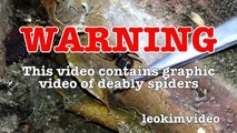 Scary Redback Spider Infestation Found I Need A NUKE-ex