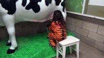 Halloween at the ZOO Animal Show Milking Cow Learn Animals for Kids-zd7Ons