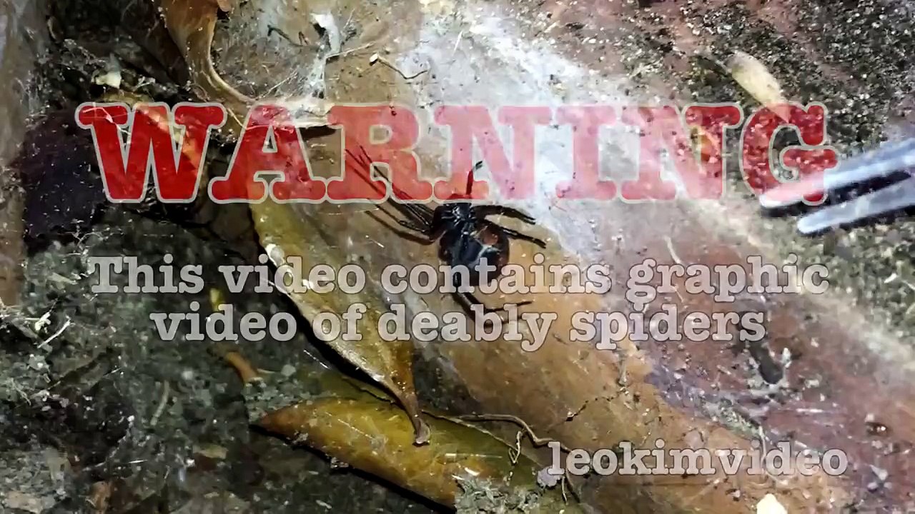 Scary Redback Spider Infestation Found I Need A NUKE-exN