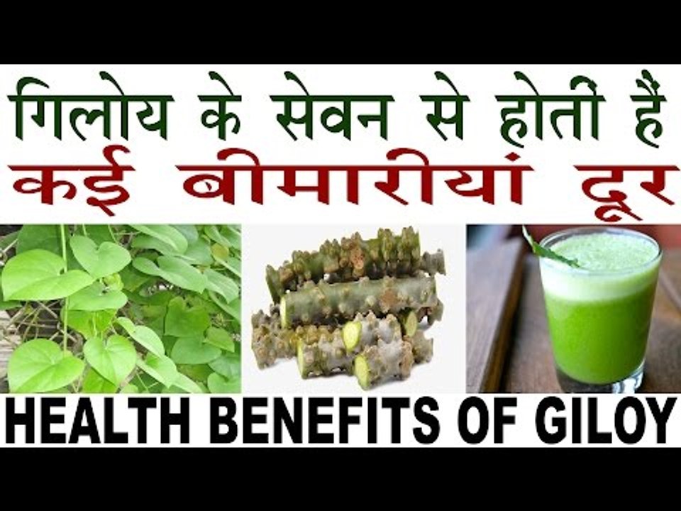 गिलोय का सेवन करता है कई बीमारीयों का इलाज |Health Benefits Of Giloy In Hindi |Giloy Ke Fayde