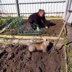 Trop mignon   un ourson aide une femme russe à jardiner