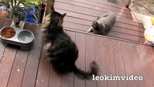 Kitties Fluffy & Bluebell Cats Play Fighting Milkytales Thanks Link-br13