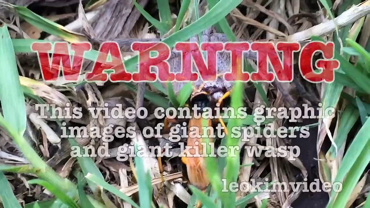 Spider Wasp Kills Giant Spider Aliens In Nature Scary Spider Control-n2A1Ys