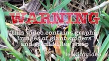 Spider Wasp Kills Giant Spider Aliens In Nature Scary Spider Control-n2A1Ys