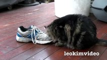 Fluffy Pussy Cat Loves Stinking Shoe  ❤️ -3qIzTm