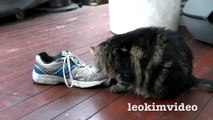 Fluffy Pussy Cat Loves Stinking Shoe  ❤️ -3qIz