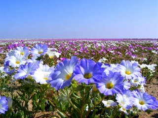 Chile,o pais onde o deserto floresce
